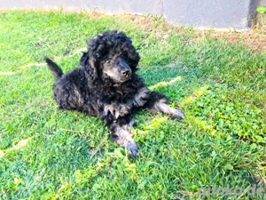 zwergpudel deckrüde 