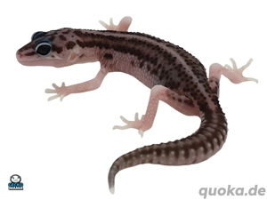 Demnächst Mack Super Snow het. Eclipse Weibchen zu verkaufen (ID: MSS001)