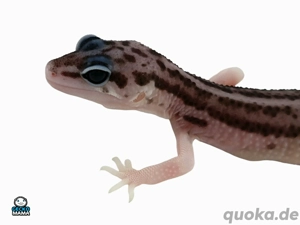 Mack Super Snow het. Eclipse (0.0.1)