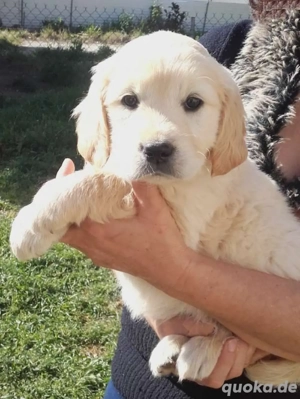 Ein weiblicher Golden Retriever-Welpe