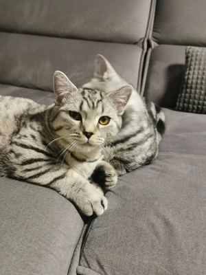 Bitte helft unserem Kater Klopsi . 