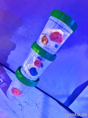 Riesen-Scheibenanemonen