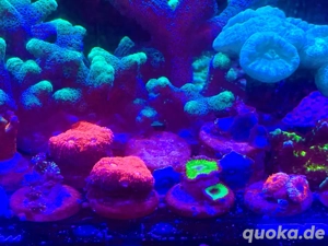 LPS & SPS (auch für Anfänger geeignet) Bild 2