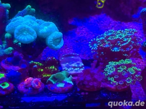 LPS & SPS (auch für Anfänger geeignet) Bild 3