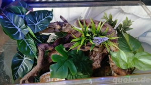 nehme insekten und spinnen auf nur nicht hoch gradig giftig