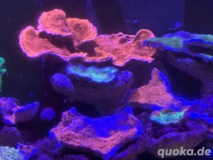 LPS & SPS (auch für Anfänger geeignet) Bild 7