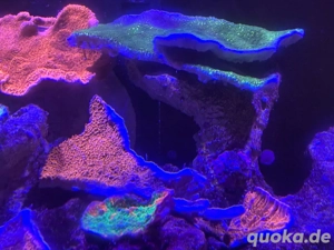 LPS & SPS (auch für Anfänger geeignet) Bild 9