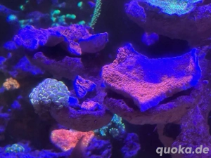 LPS & SPS (auch für Anfänger geeignet) Bild 10