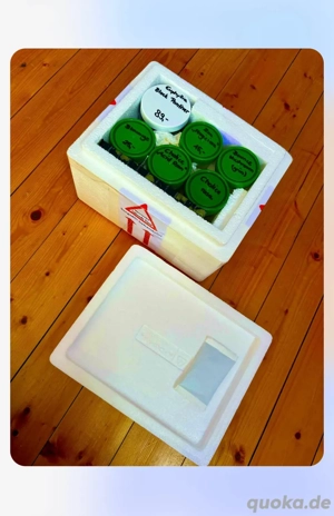 Korallen-Ableger  Bild 2