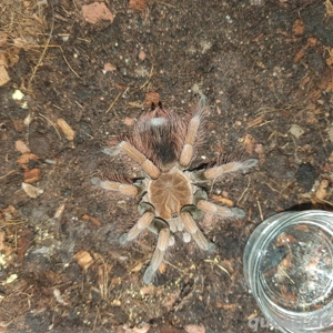 0.1.1 Pamphobeteus sp.mascara 