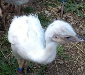 Nandus und Nandukueken  Bild 2