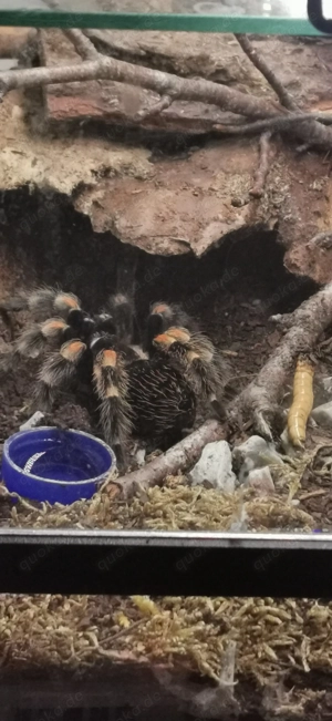 Vogelspinne Brachypelma Smithi