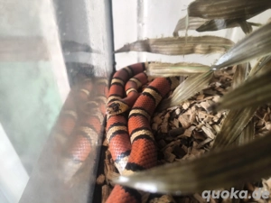 Königsnattern lampropeltis