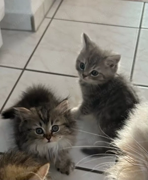 Mischlingskätzchen Britisch Kurzhaar Norwegische Waldkatze