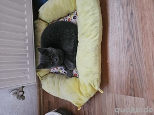 BKH Kitten Junge Bild 5