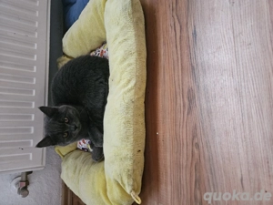 BKH Kitten Junge Bild 4