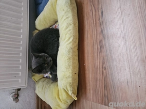 BKH Kitten Junge Bild 3