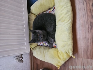 BKH Kitten Junge Bild 2