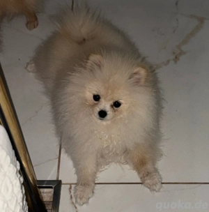 Pomeranian 