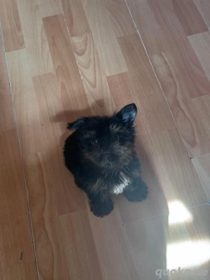 yorkshire pekinese terrier