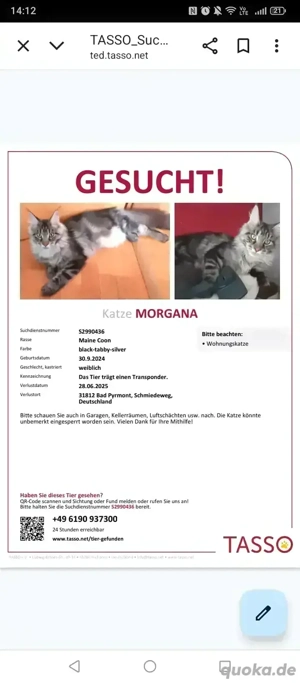 Meine main coon Katze ist mir entlaufen