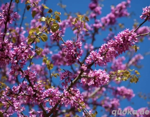 Seltener Liebesbaum Judasbaum 