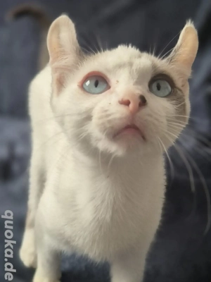 wunder schönes weibchen 