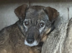 Aika K ca. 45 cm   möchte sich gern unsichtbar machen