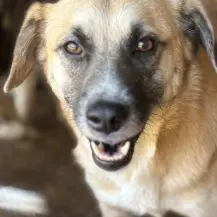 Nancy ca. 45 cm   sucht ihre Familie