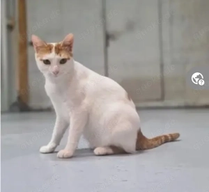 Denis ein liebevoller Sonnenschein sucht  verschmusste Familie