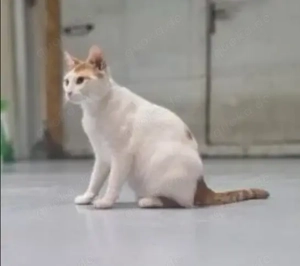 Denis , der Powerschmuser sucht seine tolle Familie