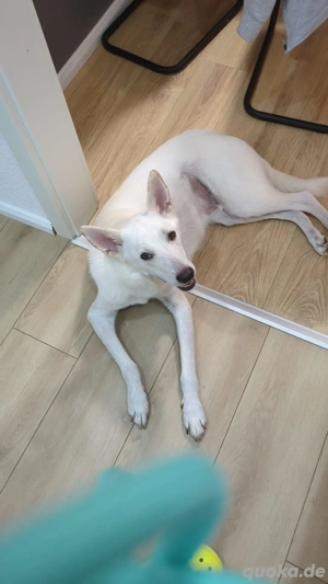 Kesha sucht seinen Menschen 