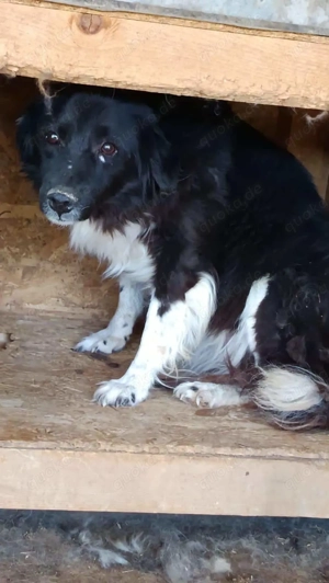 Shiva N ca. 42 cm   wünscht sich fürsorgliche Menschen