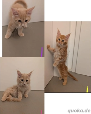 Maine Coon Kitten  Bild 2