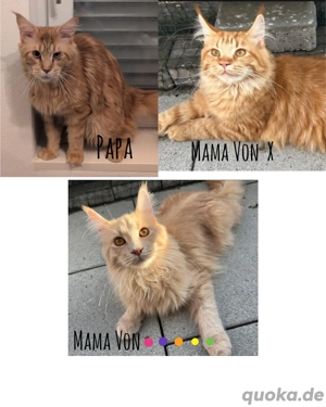 Maine Coon Kitten  Bild 3