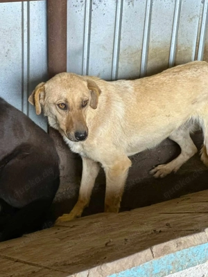 Rosine ca. 50 cm   möchte ein Zuhause