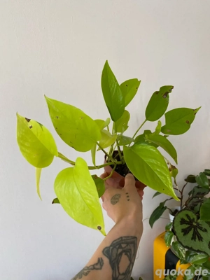 Epipremnum Aureum 'Neon' (Efeutute) variegata