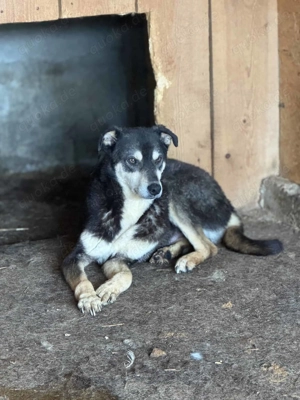 Joker K ca. 46 cm   möchte endlich was erleben