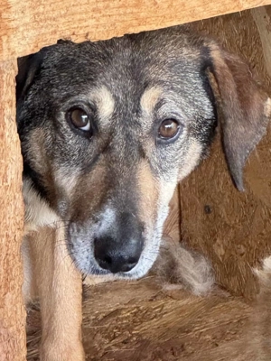 Tashima ca. 48 cm   die Hübsche