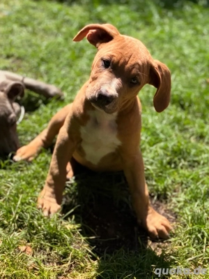 old english bulldogge 