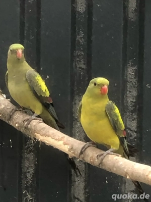 Zuchtpaar Bergsittiche