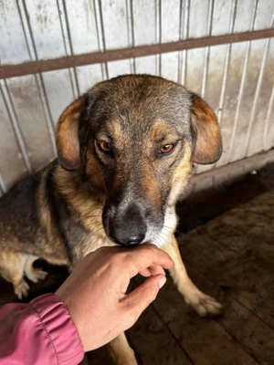 Sunshine N ca. 50 cm   die Edle