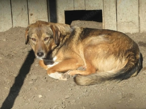 Ronya F ca. 50 cm   geht ins Herz