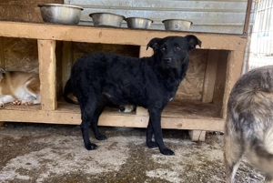 Saba ca. 43 cm   die Entspannte