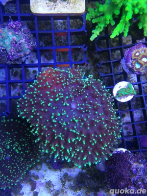 Scheibenanemone, Ricordea, Koralle, Meerwasser, Aquarium 