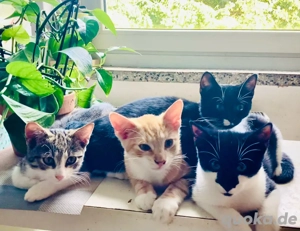 Der einmalige Ruben - rot & verschmust