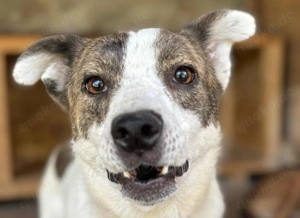 Kaya P ca. 40 cm   taut langsam auf