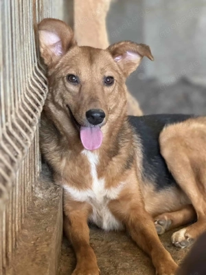 Asina ca. 46 cm   die Süße