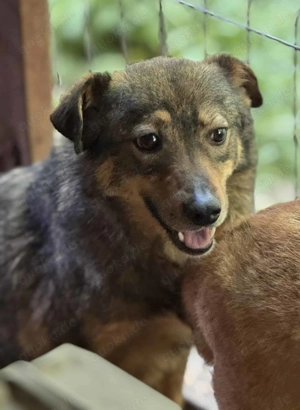 Dusty W ca. 45 cm   fühlt sich fehl am Platz