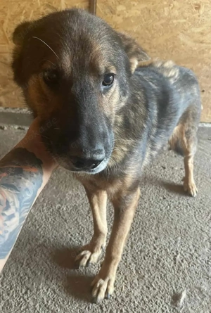 Milo R ca. 55 cm   ein gestandener Hundemann